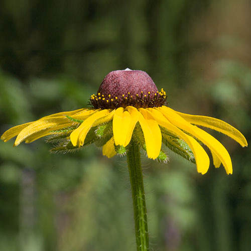 Black Eyed Susan FES